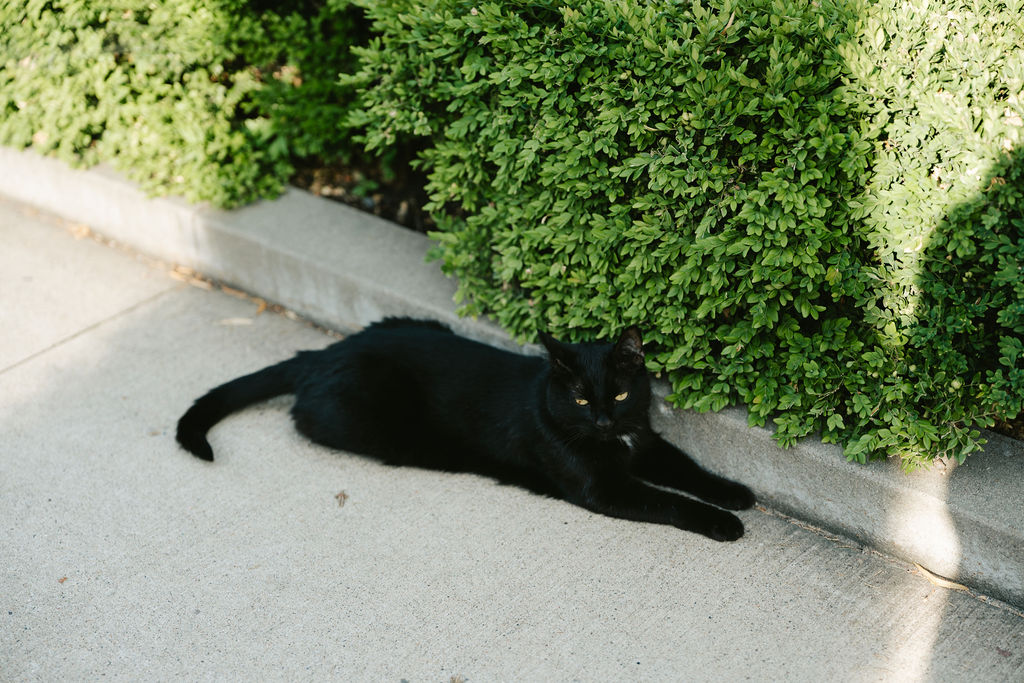 Cat lays on the sidewalk of a small wedding venue in Minneapolis