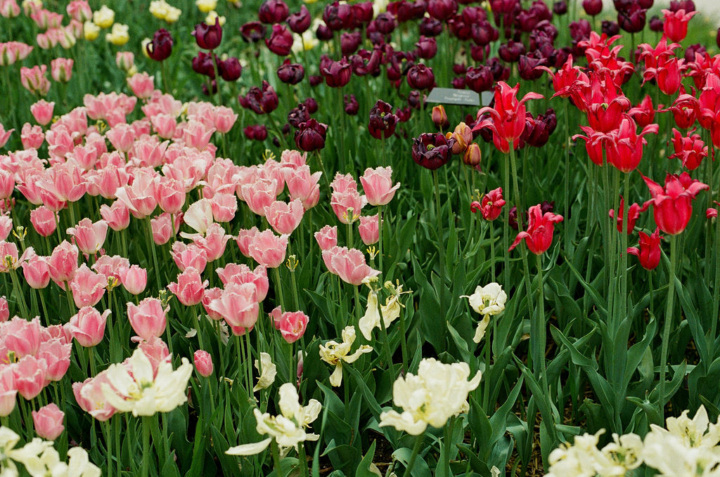 Tulips in bloom at Minnesota Landscape Arboretum